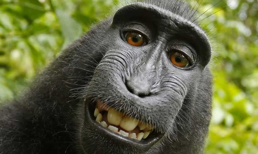 Monkey Selfie