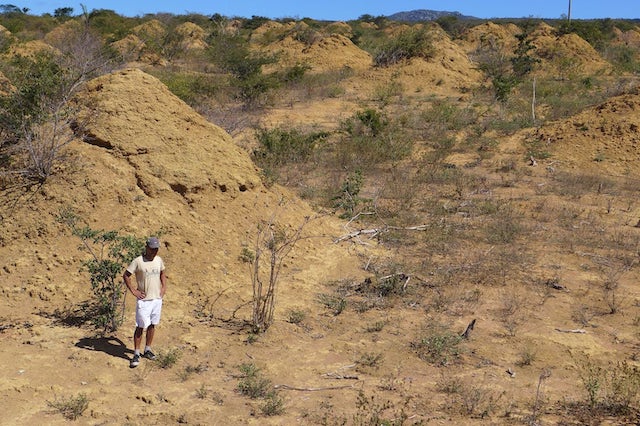 termite mounds